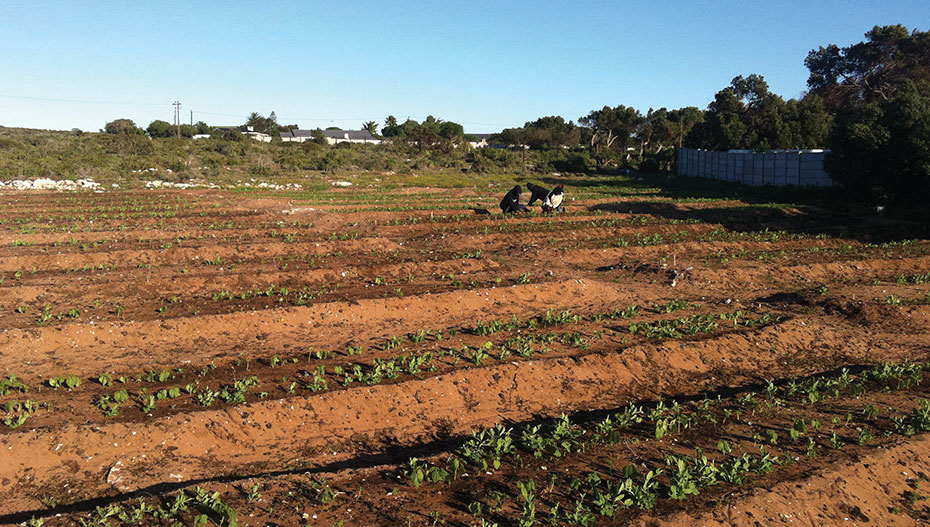 Paternoster Community Vegetable Garden