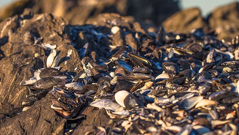 Mussels on Paternoster Rocks